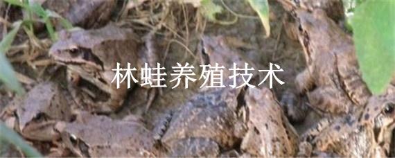 林蛙养殖技术（林蛙养殖技术大全(人工圈养林蛙）