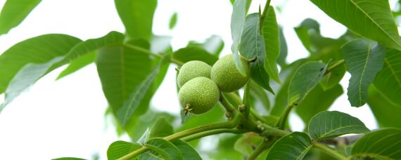 核桃移栽怎么提高成活率（核桃怎样嫁接才能成活率高）