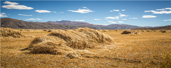 黄贮为什么比青贮贵（青贮和黄贮）