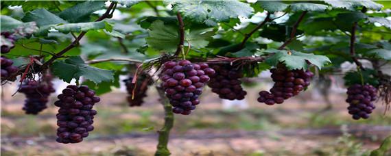 葡萄树催芽方法 怎样使葡萄树早发芽