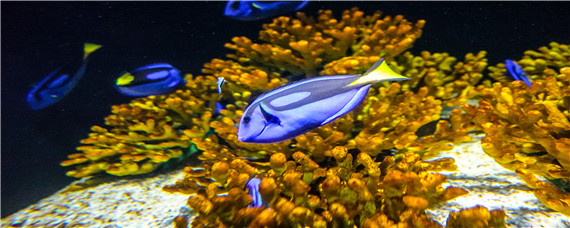 热带鱼好养吗 好养的热带鱼