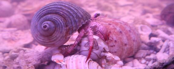 寄居蟹能拔出来吗 寄居蟹能拉出来吗