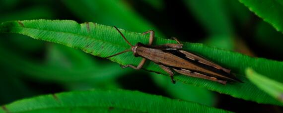 灰蝗虫的繁殖（灰蝗虫的繁殖与死亡）