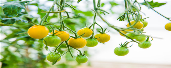 串番茄种子催芽方法(番茄催芽育苗)