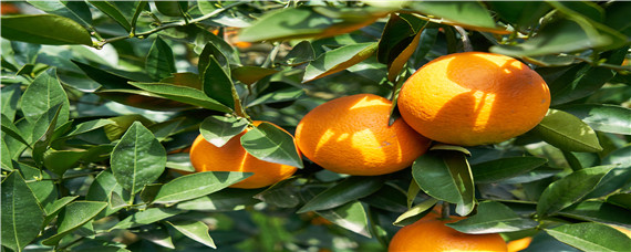 果树缺锌的如何防治 果树缺锌症状图片