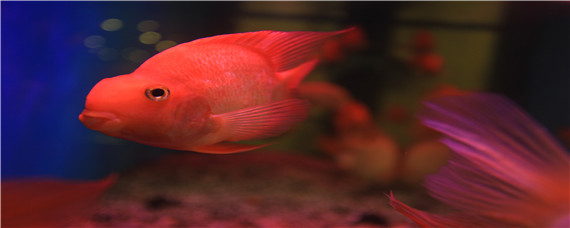 金鱼尾巴上有白点 金鱼尾巴上有白点用什么药