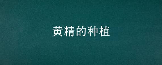 黄精的种植 黄精的种植方法与技术