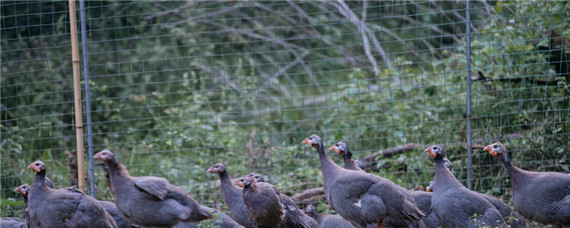 珍珠鸡养殖技术 珍珠鸡养殖技术视频