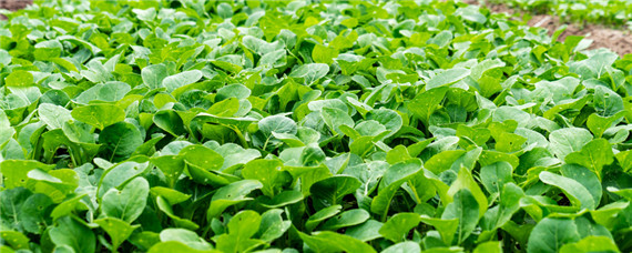 生机农业是什么意思 生机农业是指什么