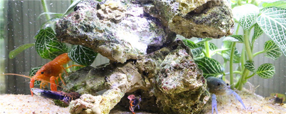 观赏虾怎么养殖方法 观赏虾怎么养殖方法淡水