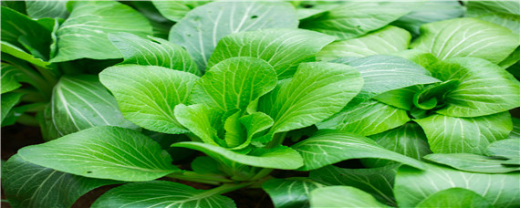 白菜苗后专用除草剂 白菜苗前除草剂