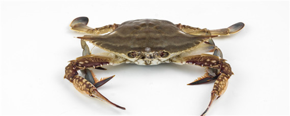 三眼蟹什么时候最肥（三眼蟹如何挑选最肥）