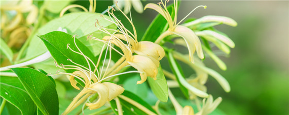 中药材种植项目 中药材种植项目简介