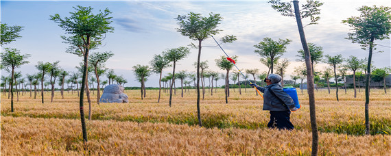 辛硫磷的用途 辛硫磷使用