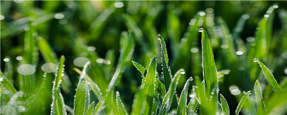 麦苗黄了怎么回事 麦苗发黄是什么病