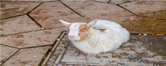 小羊拉稀怎么治疗（小羊拉稀怎么治疗不伤瘤胃菌群）