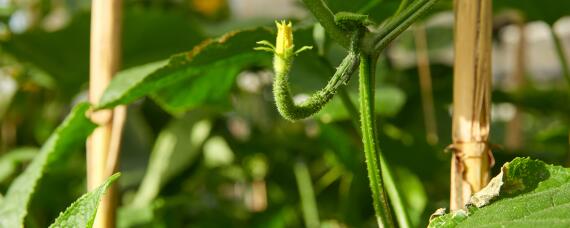 黄瓜秧长白斑怎么办（黄瓜秧叶子上有白斑怎么办）