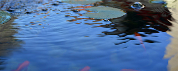 小黄面配什么饵料钓鲤鱼 小黄面鲤鱼饵料配方