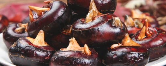 马蹄用什么肥料最大个（马蹄施什么肥长的最大）