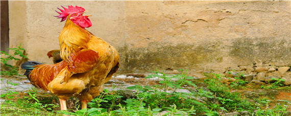 10斤重以上的鸡品种 10多斤的大公鸡是什么品种