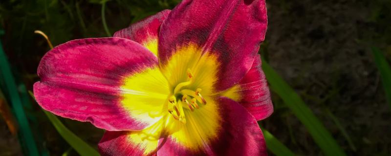 君子兰花期施肥 君子兰开花期施肥