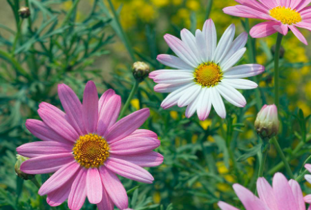 玛格丽特花怎么过冬，如何水肥管理 玛格丽特开花时需要施肥吗