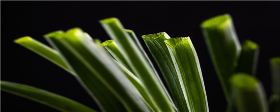 小葱起白点打什么农药（大葱上有白点用什么农药好）