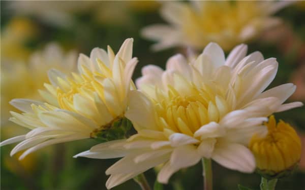 菊花是春季开花吗，开花后如何管理（菊花为什么春季可以开花）