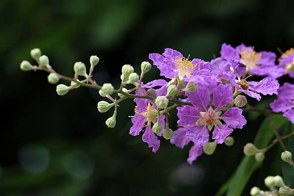 紫薇花长什么样，高清紫薇花图片欣赏