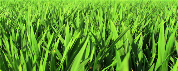 小麦出苗后干尖黄是怎么回事 小麦出苗后出现干尖