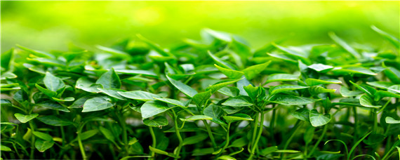 辣椒最有效催芽方法（辣椒催芽的方法）