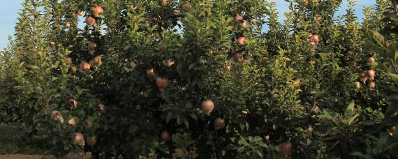 春天如何给果树浇水（春天移栽的果树用天天浇水吗）