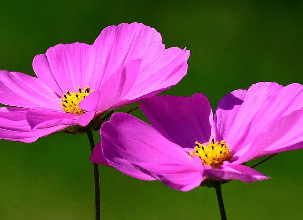 格桑花种一次可长几年，如何种植格桑花