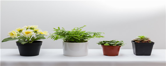 养花的氮肥有哪些食物 养花的氮肥是什么肥料