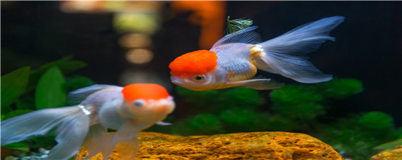 金鱼的尾巴像什么 金鱼的尾巴像什么似的