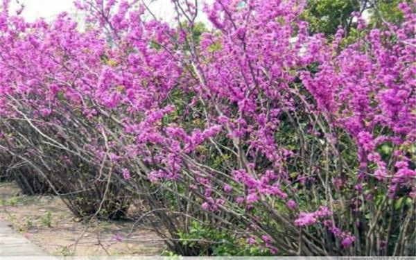 紫荆冬天能开花吗,怎么过冬 紫藤冬天开花吗