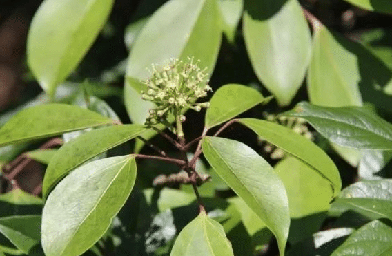 枫荷桂与半枫荷有什么区别，功效有什么不同