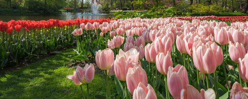 郁金香开了一次还会开吗 郁金香开过以后