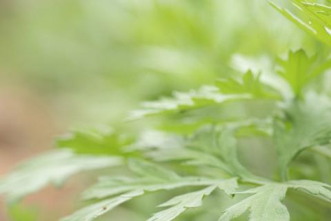 艾叶泡水洗头有什么功效 艾叶泡水洗头的好处