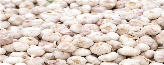 蒜苗一年能种几次（种蒜苗要几天）