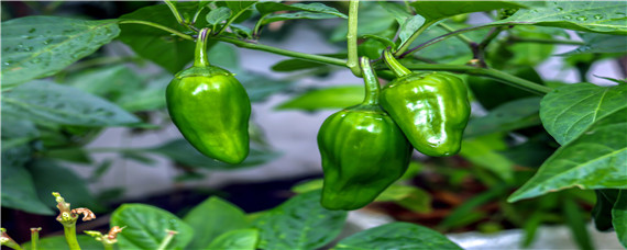 亩产4万斤辣椒品种 亩产三万斤的辣椒怎么种
