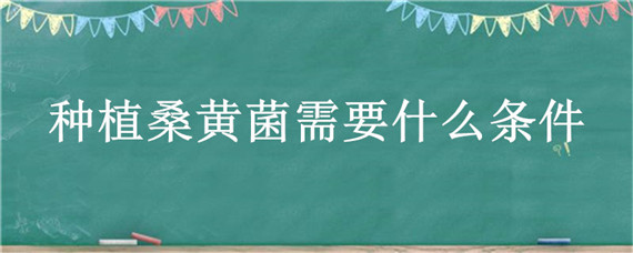 种植桑黄菌需要什么条件 桑黄菌种植注意事项