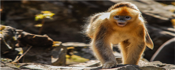 猴子的繁殖方式(猴子 繁殖)