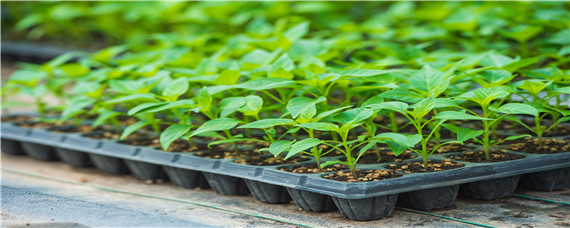 蔬菜育苗该怎么预防闪苗（闪苗怎么补救）