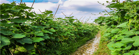 露地冬瓜种植时间 露地冬瓜种植技术