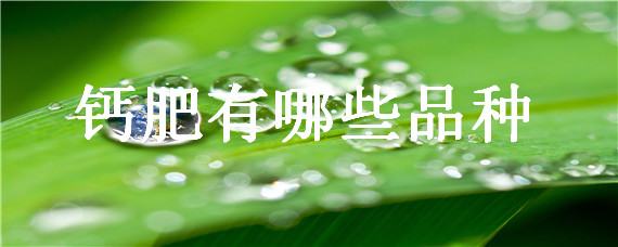 钙肥有哪些品种 目前什么样的钙肥最好