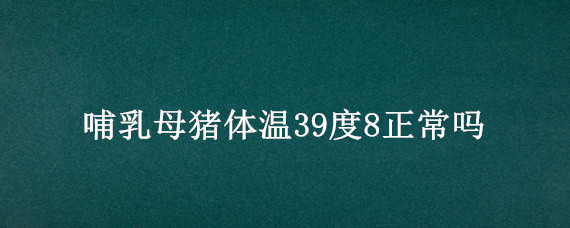 哺乳母猪体温39度8正常吗（母猪体温38.9正常吗）