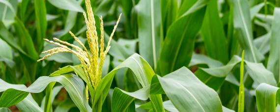 黄贮玉米秸秆方法 黄储玉米秸秆饲料的制作方法