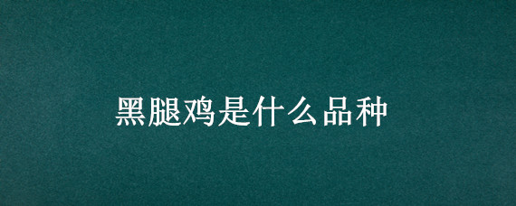 黑腿鸡是什么品种 黑腿母鸡是什么品种