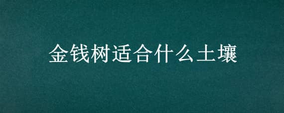 金钱树适合什么土壤（金钱树用什么样的土壤种植比较好）